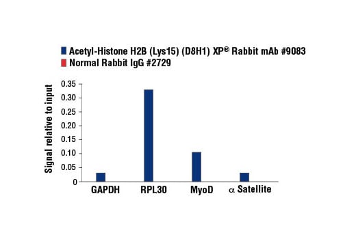 Chromatin Immunoprecipitation Image 1: Acetyl-Histone H2B (Lys15) (D8H1) XP<sup>®</sup> Rabbit mAb