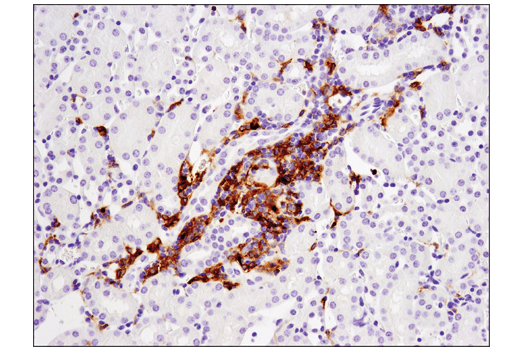 undefined Image 22: Mouse Reactive M1 vs M2 Macrophage IHC Antibody Sampler Kit