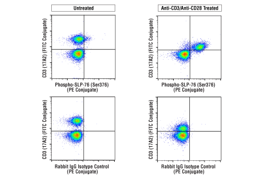 Flow cytometric analysis of mouse splenocytes, untreated (left column) or treated with cross-linked anti-CD3 plus anti-CD28 (10 μg/ml each, 15 min; right column), using Phospho-SLP-76 (Ser376) (E3G9U) XP® Rabbit mAb (PE Conjugate) (top row) or concentration-matched Rabbit (DA1E) mAb IgG XP® Isotype Control (PE Conjugate) #5742 (bottom row), and co-stained with CD3 (17A2) Rat mAb (FITC Conjugate) #86603.