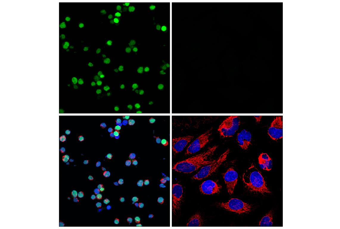 Immunofluorescence Image 1: POU2F2 (F3B7M) Rabbit mAb