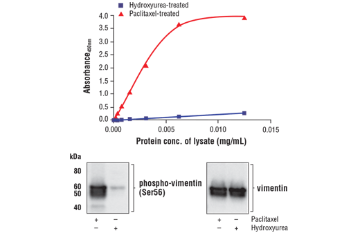 ELISA Image 1: FastScan<sup>™</sup> Phospho-Vimentin (Ser56) ELISA Kit