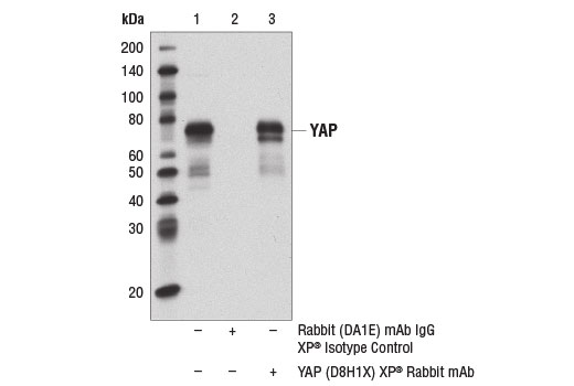 Immunoprecipitation Image 1: YAP (D8H1X) XP<sup>®</sup> Rabbit mAb