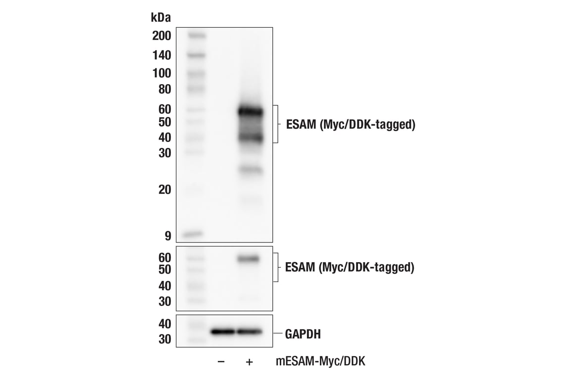 Western Blotting Image 3: ESAM (F9D9P) Rabbit mAb