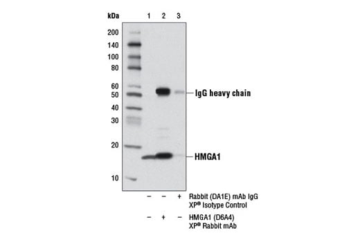 Immunoprecipitation Image 1: HMGA1 (D6A4) XP<sup>®</sup> Rabbit mAb