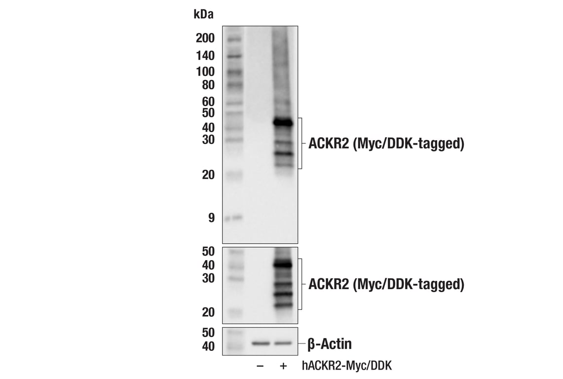 Western Blotting Image 1: ACKR2 (E9J8U) Rabbit mAb