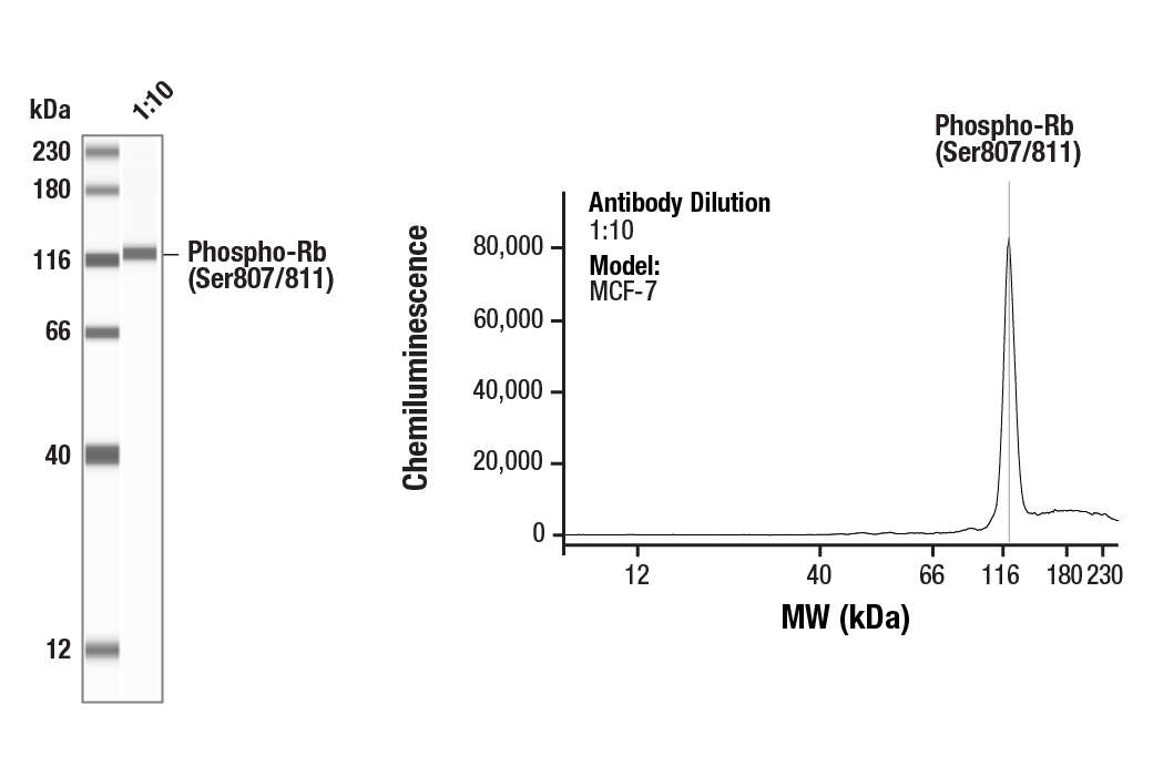 Western Blotting Image 1: Phospho-Rb (Ser807/811) (D20B12) XP<sup>®</sup> Rabbit mAb
