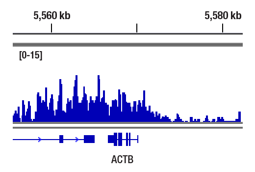 CUT & RUN Image 1: Phospho-Rpb1 CTD (Ser2/Ser5) (D1G3K) Rabbit mAb