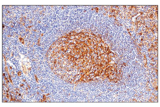 Immunohistochemistry Image 5: CD54/ICAM-1 (E3Q9N) XP<sup>®</sup> Rabbit mAb (BSA and Azide Free)