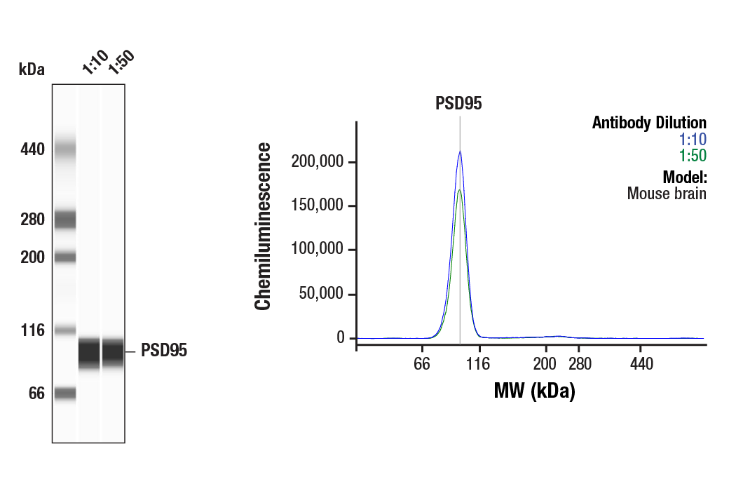 undefined Image 45: Tau Mouse Model Neuronal Viability IF Antibody Sampler Kit