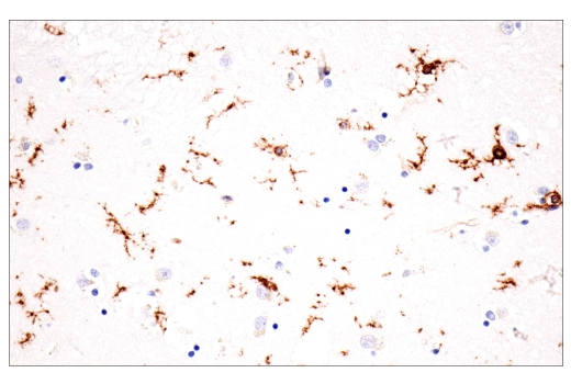 Immunohistochemistry Image 10: p22phox (E7Y1F) XP<sup>®</sup> Rabbit mAb