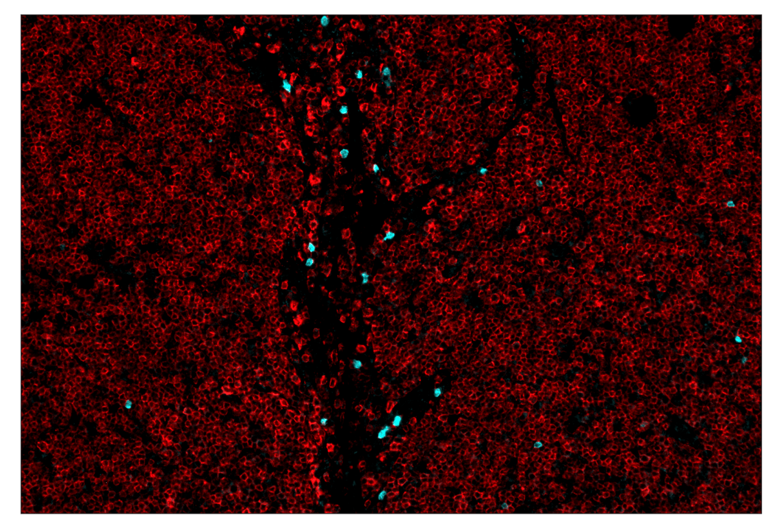 Immunohistochemistry Image 2: Arginase-1 (D4E3M) & CO-0075-488 SignalStar<sup>™</sup> Oligo-Antibody Pair