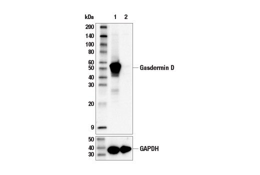 Western Blotting Image 1: Gasdermin D (E5O4N) Rabbit mAb (BSA and Azide Free)