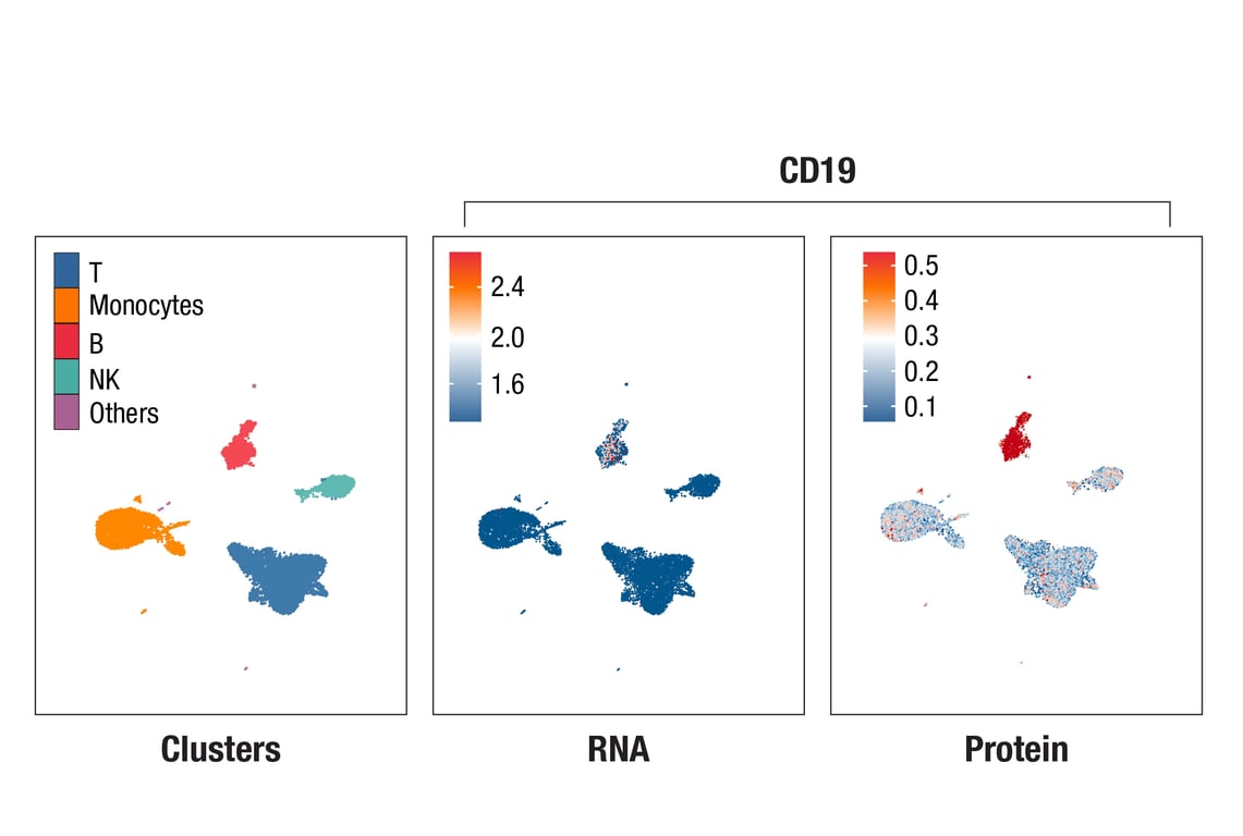 SCA Image 1: CD19 (Intracellular Domain) (D4V4B) XP® Rabbit mAb (InTraSeq™ 3' Conjugate 3010)