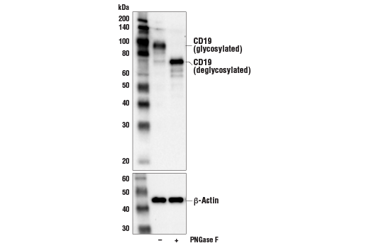 Western Blotting Image 2: CD19 (Intracellular Domain) (D4V4B) XP<sup>®</sup> Rabbit mAb (BSA and Azide Free)