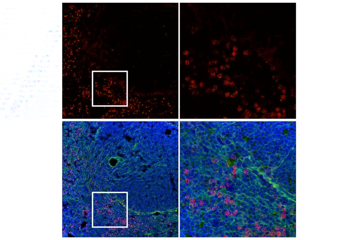 Immunofluorescence Image 2: CD11b/ITGAM (E6E1M) Rabbit mAb