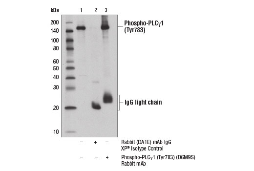 undefined Image 19: ALK Activation Antibody Sampler Kit