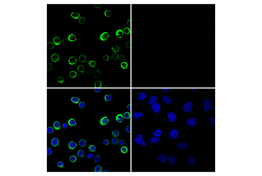 Immunofluorescence Image 1: Myeloperoxidase (E1E7I) XP<sup>®</sup> Rabbit mAb