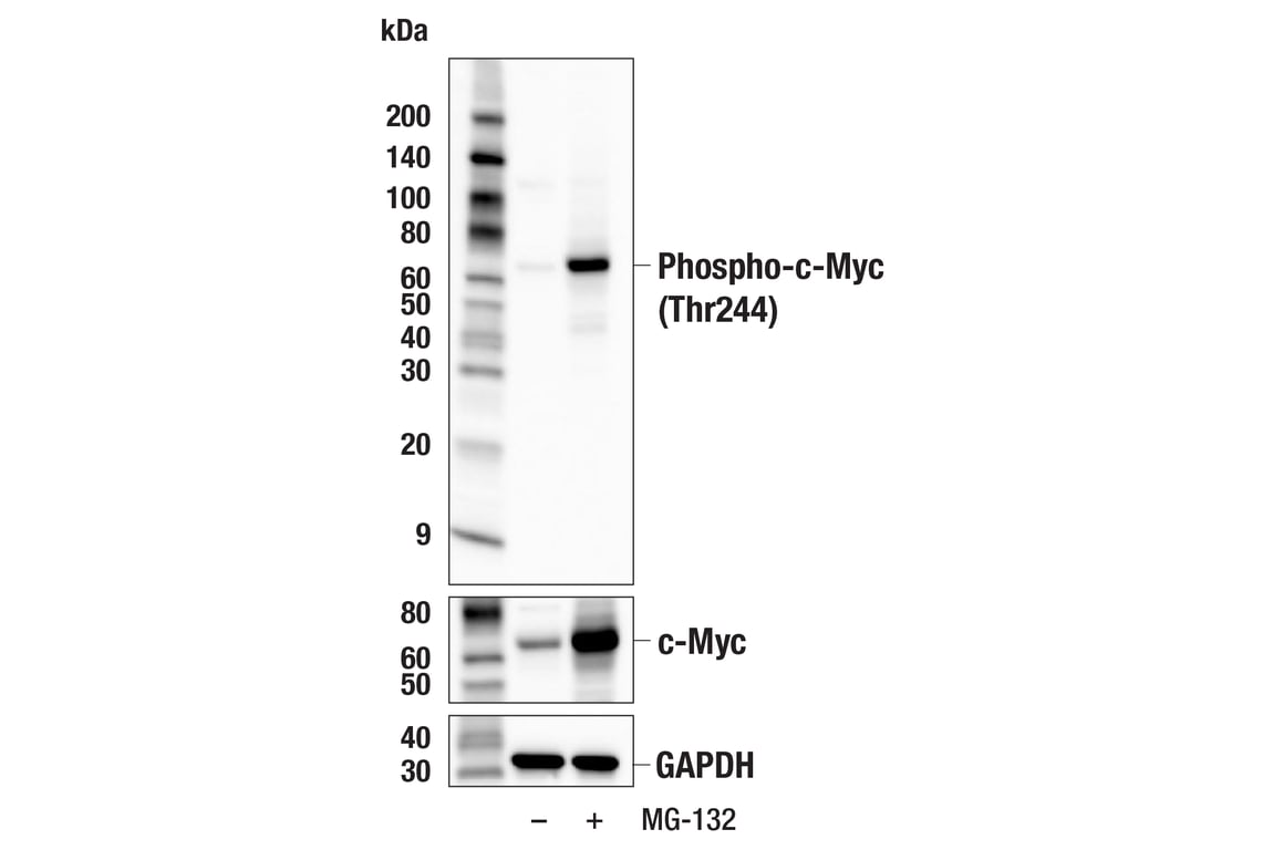 Western Blotting Image 2: Phospho-c-Myc (Thr244) Antibody