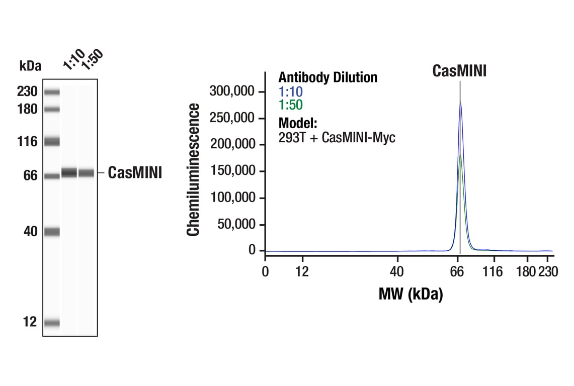 Western Blotting Image 1: CasMINI (8H6-A8) Mouse mAb