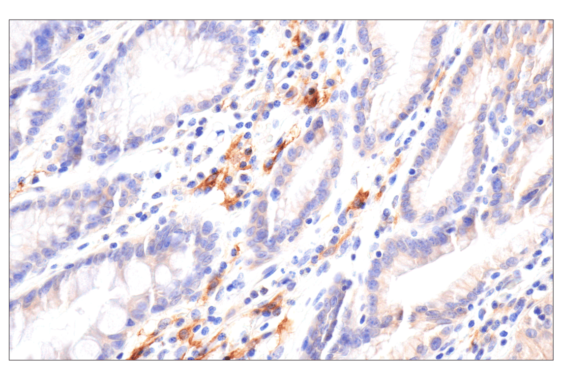 Immunohistochemistry Image 2: SLC40A1/Ferroportin-1 (F9U5S) Rabbit mAb