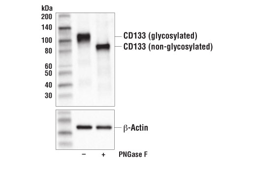 Western Blotting Image 2: CD133 (D2V8Q) XP<sup>®</sup> Rabbit mAb