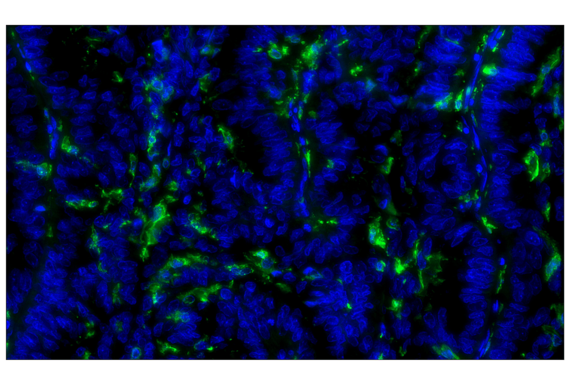 Immunohistochemistry Image 1: Iba1/AIF-1 (E4O4W) XP<sup>®</sup> Rabbit mAb (Alexa Fluor<sup>®</sup> 488 Conjugate)
