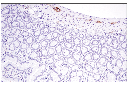 Immunohistochemistry Image 4: Tyrosine Hydroxylase (E2L6M) Rabbit mAb (BSA and Azide Free)