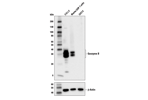 Western Blotting Image 2: Granzyme B (D2H2F) Rabbit mAb (BSA and Azide Free)