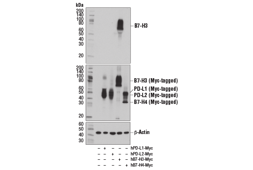 Western Blotting Image 2: B7-H3 (D9M2L) XP<sup>®</sup> Rabbit mAb (BSA and Azide Free)