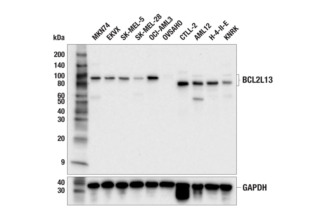 Western Blotting Image 2: BCL2L13 (E6G1Q) Rabbit mAb