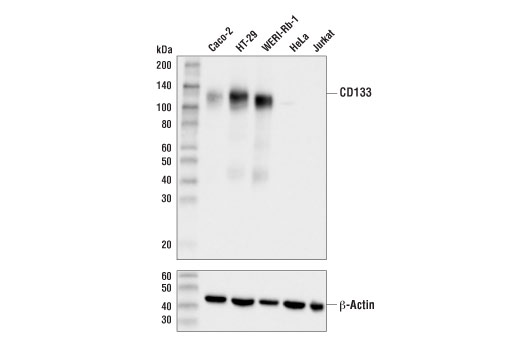 Western Blotting Image 1: CD133 (D2V8Q) XP<sup>®</sup> Rabbit mAb