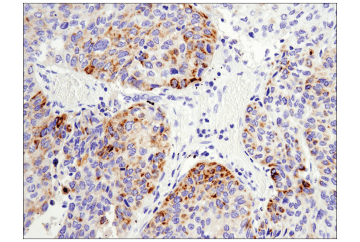 Immunohistochemistry Image 4: Arginase-2 (D9J1N) XP<sup>®</sup> Rabbit mAb