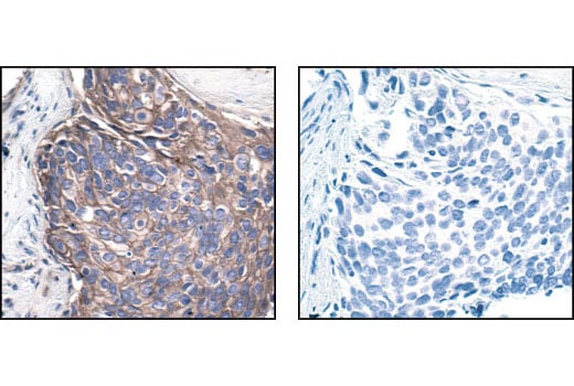 Immunohistochemistry Image 3: Src (36D10) Rabbit mAb
