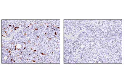 Immunohistochemistry Image 2: TIM-4 (D3W4F) XP<sup>®</sup> Rabbit mAb