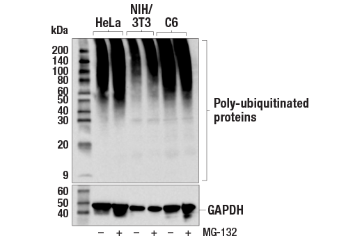 Western Blotting Image 1: Ubiquitin (E6K4Y) XP<sup>®</sup> Rabbit mAb