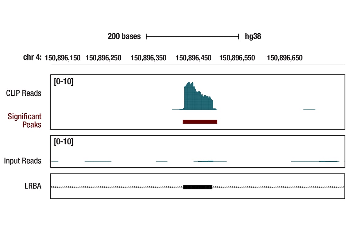 undefined Image 15: Branched-Chain Amino Acid Metabolism Antibody Sampler Kit