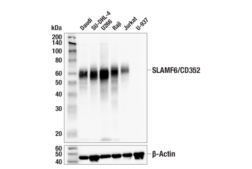 Western Blotting Image 2: SLAMF6/CD352 (E3H1E) XP<sup>®</sup> Rabbit mAb (BSA and Azide Free)