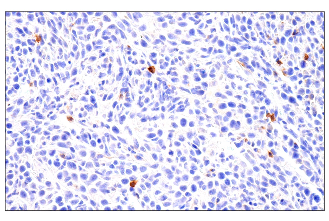 Immunohistochemistry Image 4: CD62L/L-Selectin (E7L2M) Rabbit mAb