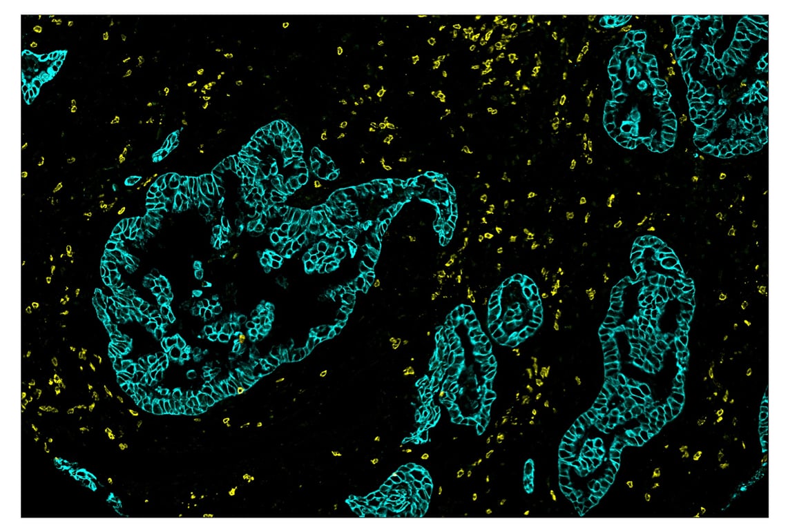 Immunohistochemistry Image 1: CD3ε (D7A6E<sup>™</sup>) & CO-0001-647 SignalStar<sup>™</sup> Oligo-Antibody Pair