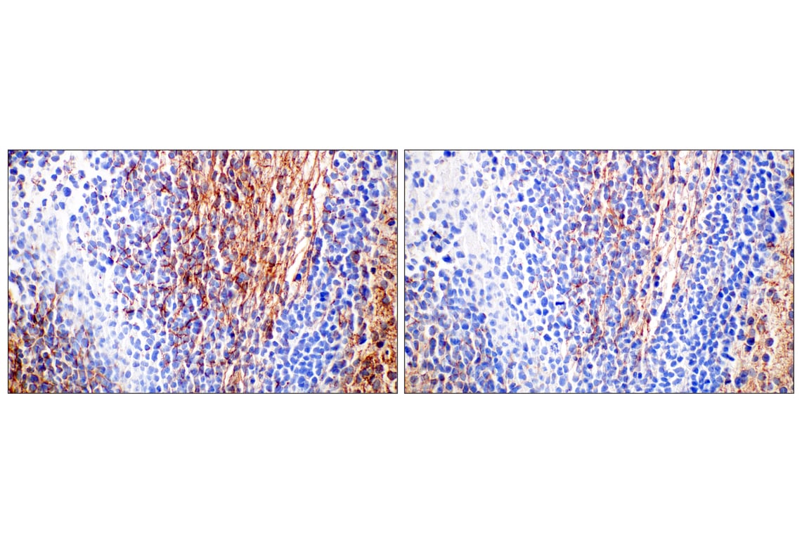 Immunohistochemistry Image 7: Doublecortin (E3S7L) Rabbit mAb (BSA and Azide Free)