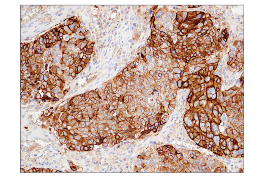 Immunohistochemistry Image 1: CD47 (D3O7P) Rabbit mAb (BSA and Azide Free)