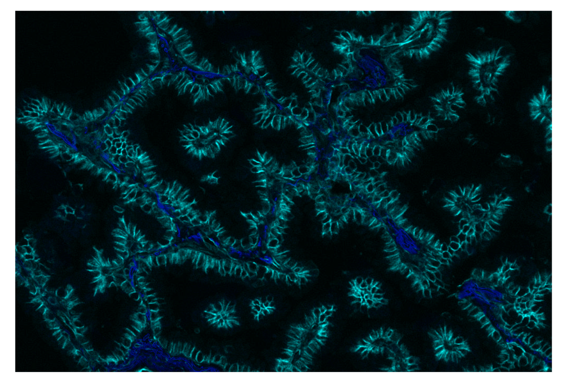 Immunohistochemistry Image 1: Na,K-ATPase α1 (D4Y7E) Rabbit mAb (Alexa Fluor® 750 Conjugate)