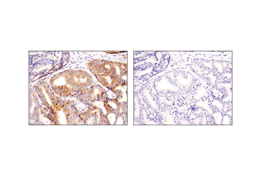 Immunohistochemistry Image 3: Jagged1 (D4Y1R) XP<sup>®</sup> Rabbit mAb