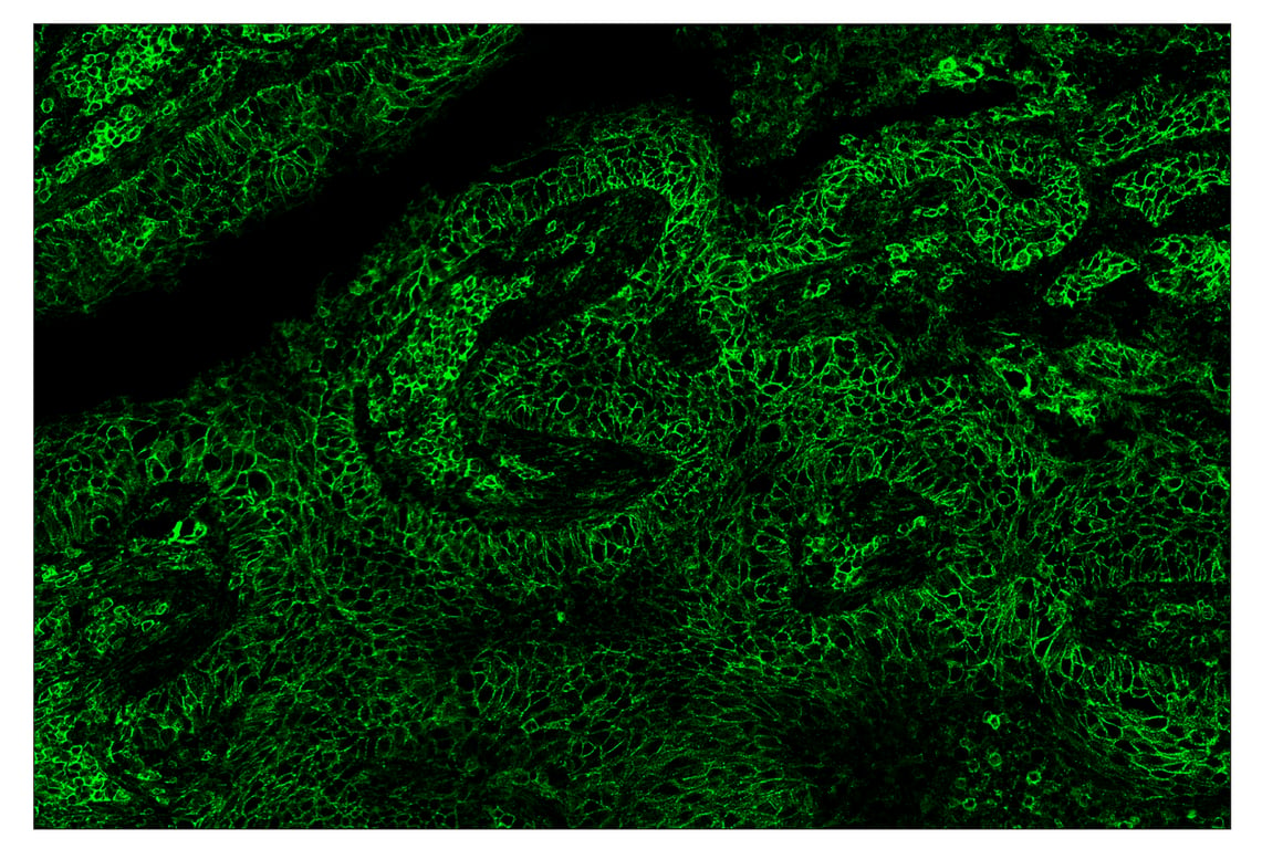 Immunohistochemistry Image 2: CD44 (E7K2Y) & CO-0030-647 SignalStar<sup>™</sup> Oligo-Antibody Pair