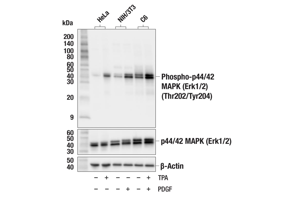 Western Blotting Image 1: Phospho-p44/42 MAPK (Erk1/2) (Thr202/Tyr204) (D13.14.4E) XP<sup>®</sup> Rabbit mAb