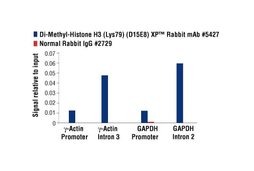 Chromatin Immunoprecipitation Image 1: Di-Methyl-Histone H3 (Lys79) (D15E8) XP<sup>®</sup> Rabbit mAb