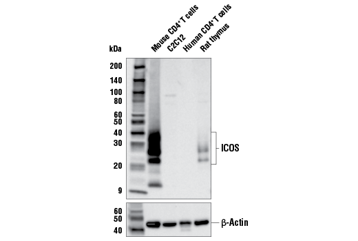 Western Blotting Image 1: ICOS (E5F7E) Rabbit mAb (BSA and Azide Free)