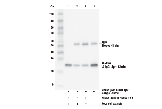 Immunoprecipitation Image 1: Rab5A (E6N8S) Mouse mAb