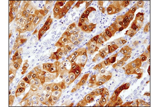 Immunohistochemistry Image 1: UCHL1 (D3T2E) XP<sup>®</sup> Rabbit mAb