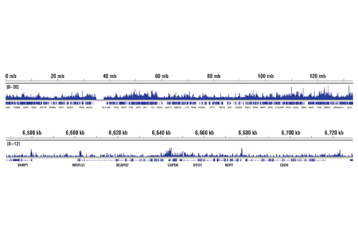 Chromatin Immunoprecipitation Image 2: JARID1B (E2X6N) Rabbit mAb